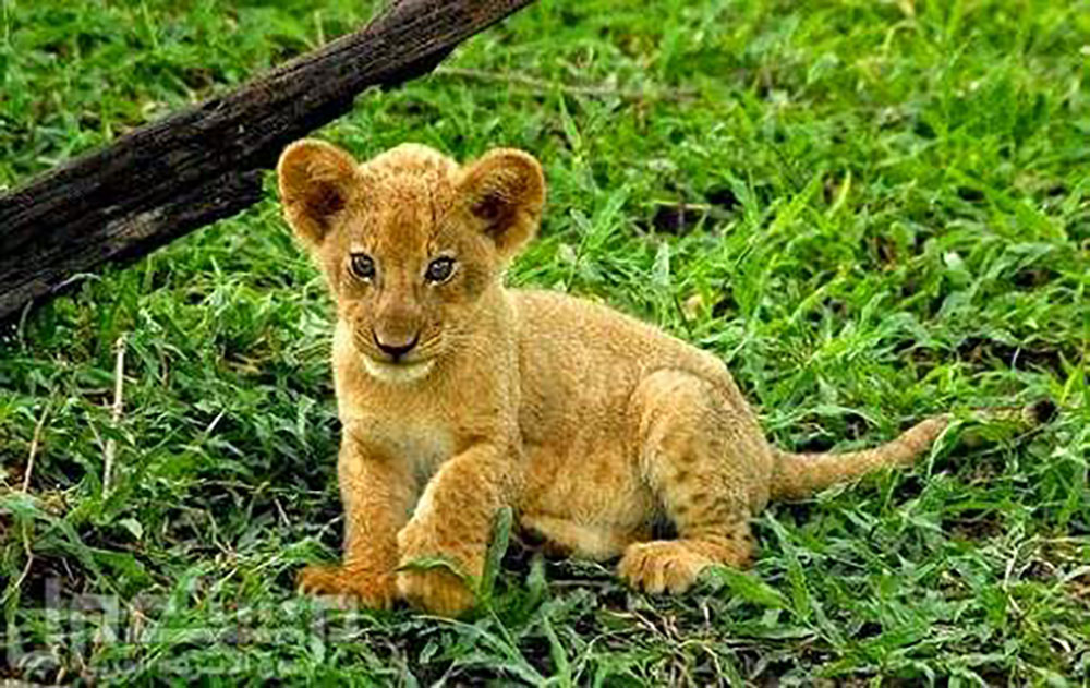 ما مواصفات شبل الأسد وهل يمكن تربيته؟ الحقائق الكا